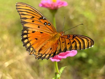A Gulf fritillary butterfly. PROVIDED BY GABRIELLA DE SOUZA