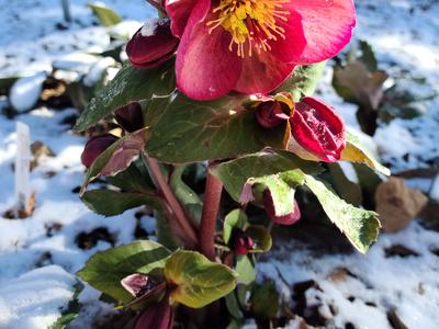 Helleborus_Photo by Amanda Bratcher