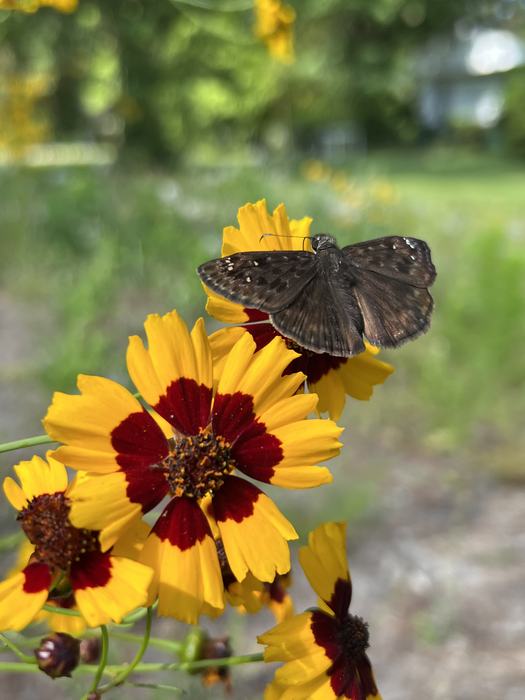 Horace's duskywing on Coreopsis. PROVIDED BY GABRIELLA DE SOUZA