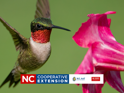 All About Hummingbirds