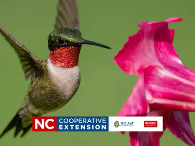 All About Hummingbirds