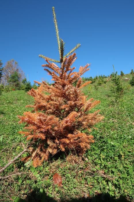 A young Fraser fir (Christmas tree) showing symptoms of phytophthora, as its needles are turning red from the bottom up.