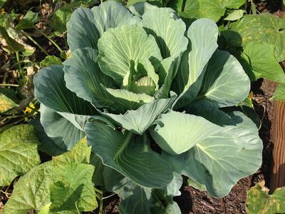 Green cabbage plant with broad leaves growing in a garden bed among other foliage