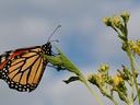 Monarch butterfly perched on a green leaf beside yellow wildflowers against a blue sky
