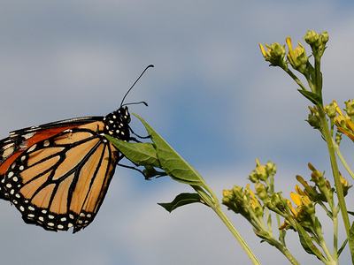 Monarch butterfly perched on a green leaf beside yellow wildflowers against a blue sky