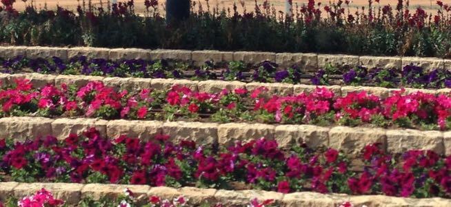 Rows of flowers in a bed.