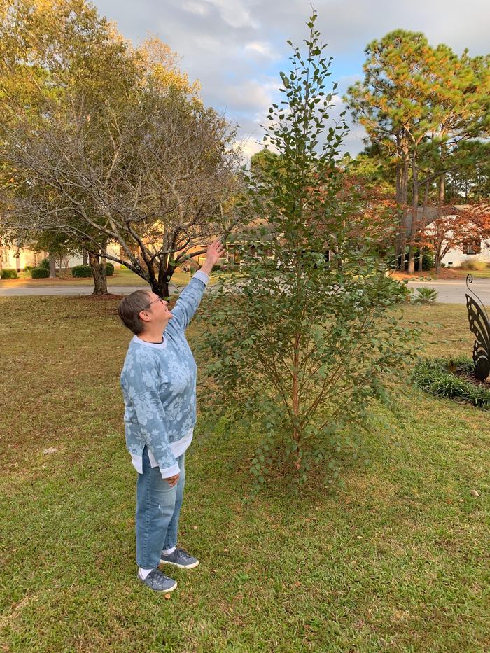 A woman stretches to touch a tree branch.