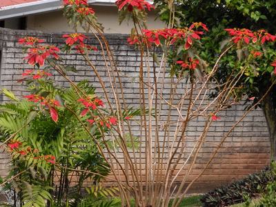 Poinsettia