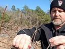 Brad Hardison pruning grapes