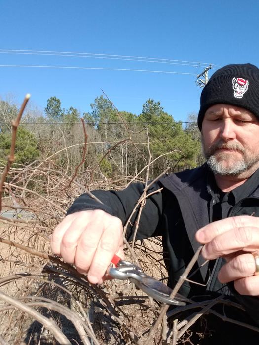 Brad Hardison pruning grapes