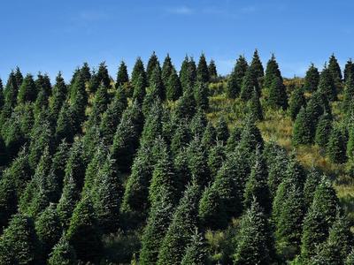 Christmas trees lining a mountainside.