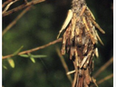 Full-grown bagworm in its protective camoflage.