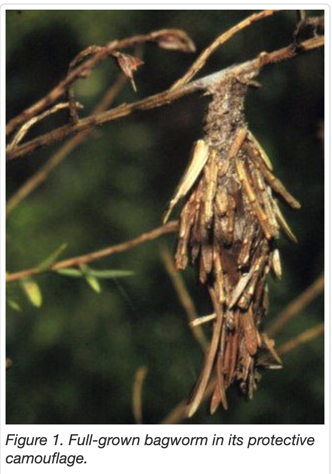 Full-grown bagworm in its protective camoflage.