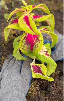 coleus plant pressed into soil with gloved hands