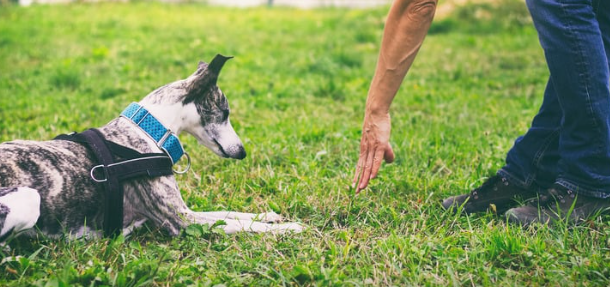 A dog lies down in the grass while a person uses hand signal to ask for "Down" 