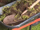Shoveling Winter Weeds