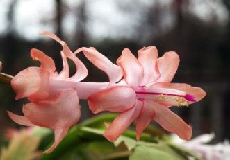 Pink Christmas cactus blossom with exposed stamens and green leaves in background