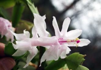 Pale pink Christmas cactus flower with exposed stamens and central stigma