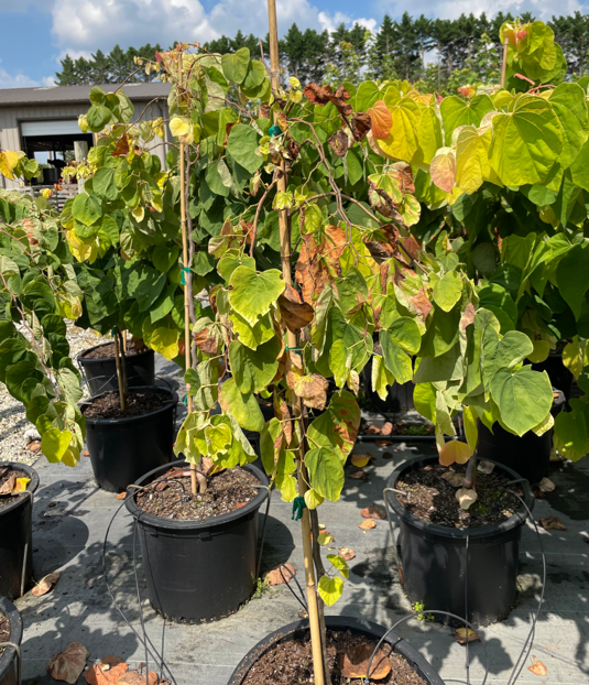 Potted saplings with heart-shaped leaves, many leaves yellowing and browning at a plant nursery