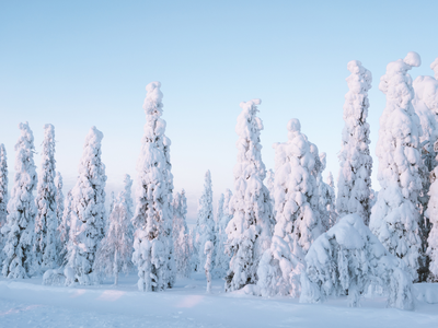 trees covered in snow