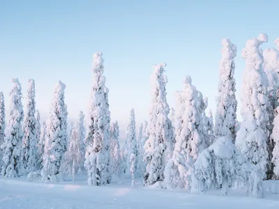 Snow-covered conifer trees in a snowy winter landscape under a pale blue sky