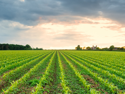 Rows of young corn plants across field extending to horizon under cloudy sky