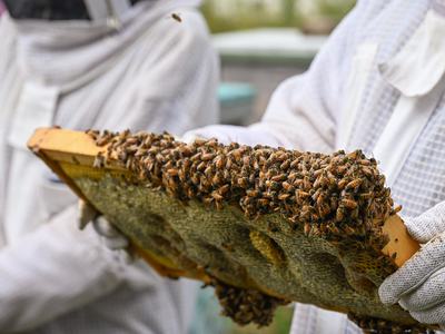 Beekeeper in protective clothing holding a honeycomb frame covered with bees