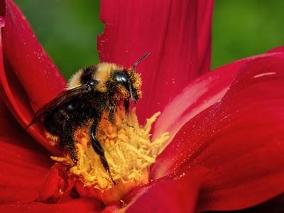 Bee Pollinating