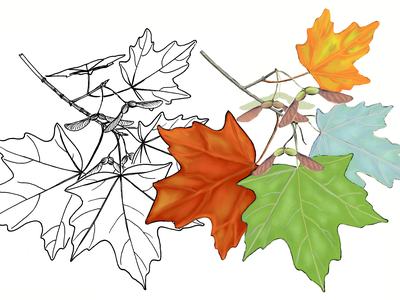 A colored line drawing of maple leaves showing green and fall colors and pale underside.