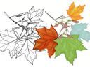 A colored line drawing of maple leaves showing green and fall colors and pale underside.