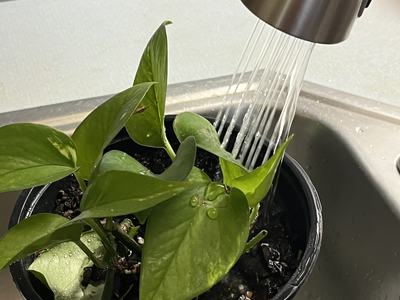 houseplant in sink getting watered