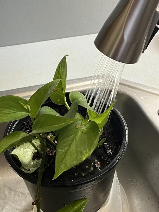 watering houseplant in sink