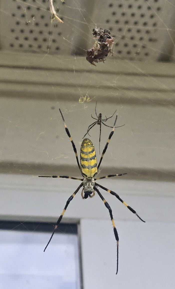 Joro Spider In North Carolina - Henderson County Center | N.C. Cooperative  Extension