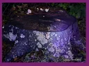 Tree stump with lichen and moss lit by purple light on leaf-covered ground