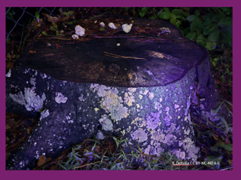 Tree stump with lichen and moss lit by purple light on leaf-covered ground