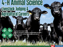 Cattle herd in field; text: "4-H Animal Science Livestock Judging & Agricultural Careers"