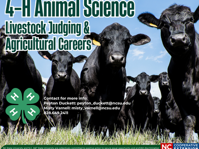 Cattle herd in field; text: "4-H Animal Science Livestock Judging & Agricultural Careers"