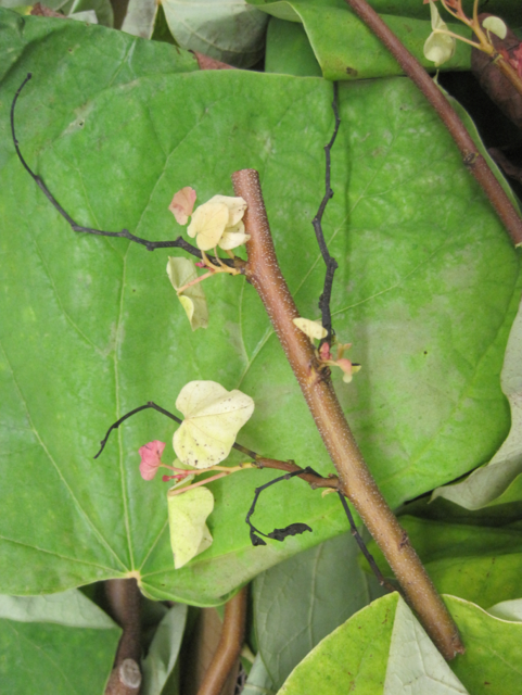 Vine stem with small pale yellow-pink blossoms lying on large green leaves