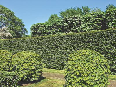 pruned hedges
