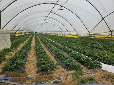 Greenhouse interior with parallel rows of strawberry plants on straw-covered beds