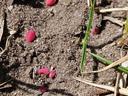 Ground pearls in turfgrass in Brunswick County is number one pest