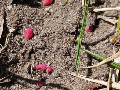 Ground pearls in turfgrass in Brunswick County is number one pest