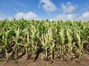 Drought-stressed corn field with widespread leaf drying and browning, exposed soil, and some remaining green foliage under a partly cloudy blue sky.