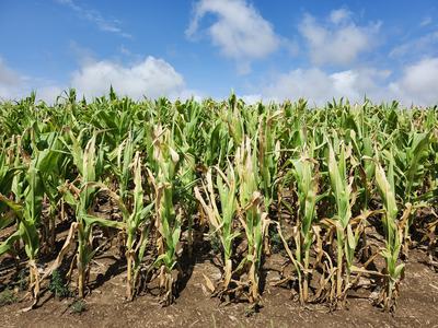 Drought-stressed corn field with widespread leaf drying and browning, exposed soil, and some remaining green foliage under a partly cloudy blue sky.