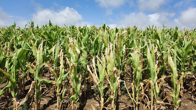 Drought-stressed corn field with widespread leaf drying and browning, exposed soil, and some remaining green foliage under a partly cloudy blue sky.