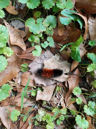 Woolly Worm