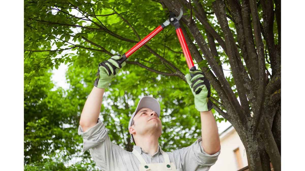 Man pruning crepe myrtle