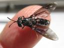 Adult Black Soldier Fly