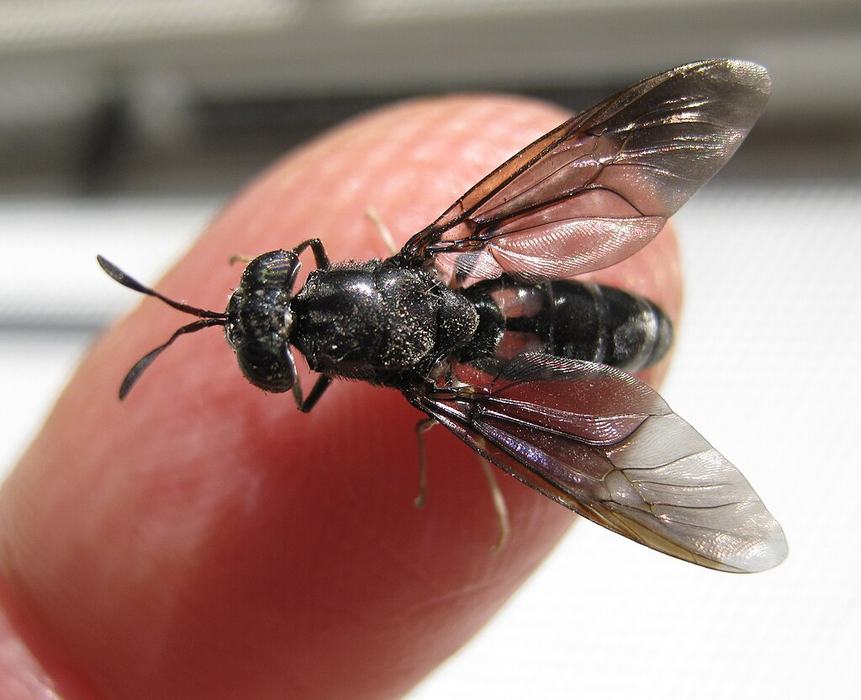 Adult Black Soldier Fly