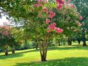Crepe Myrtle in a yard